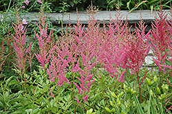 Visions in Pink Chinese Astilbe (Astilbe chinensis 'Visions in Pink') at Sherwood Nurseries