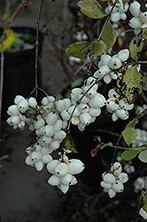 Snowberry (Symphoricarpos albus) at Sherwood Nurseries