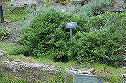 New Blue Tam Juniper (Juniperus sabina 'New Blue Tam') at Sherwood Nurseries