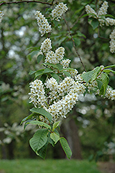 Mayday (Prunus padus) at Sherwood Nurseries