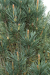 Scotch Sentinel Pine (Pinus sylvestris 'Fastigiata') at Sherwood Nurseries
