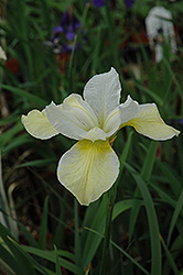 Butter And Sugar Siberian Iris (Iris sibirica 'Butter And Sugar') at Sherwood Nurseries