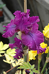 Swingtown Iris (Iris 'Swingtown') at Sherwood Nurseries