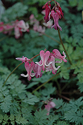 Candy Hearts Bleeding Heart (Dicentra 'Candy Hearts') at Sherwood Nurseries