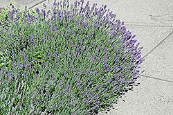 Munstead Lavender (Lavandula angustifolia 'Munstead') at Sherwood Nurseries