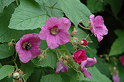 Flowering Raspberry (Rubus odoratus) at Sherwood Nurseries