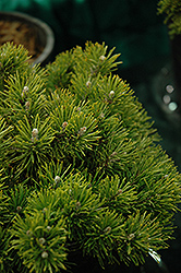 Mitsch Mini Mugo Pine (Pinus mugo 'Mitsch Mini') at Sherwood Nurseries