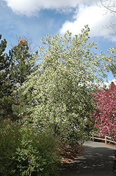 Mayday (Prunus padus) at Sherwood Nurseries