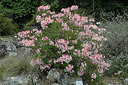 Western Azalea (Rhododendron occidentale) at Sherwood Nurseries