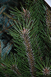 Arnold Sentinel Austrian Pine (Pinus nigra 'Arnold Sentinel') at Sherwood Nurseries