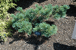 Blue Dwarf Japanese Stone Pine (Pinus pumila 'Blue Dwarf') at Sherwood Nurseries