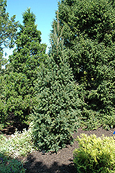 Columnar Norway Spruce (Picea abies 'Cupressina') at Sherwood Nurseries
