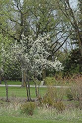 Toka Plum (Prunus 'Toka') at Sherwood Nurseries