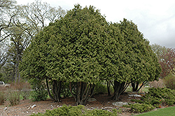 Wareana Arborvitae (Thuja occidentalis 'Wareana') at Sherwood Nurseries