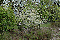 Waneta Plum (Prunus 'Waneta') at Sherwood Nurseries