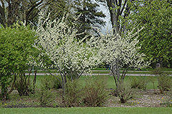 Pipestone Plum (Prunus 'Pipestone') at Sherwood Nurseries
