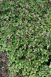 Samobor Cranesbill (Geranium phaeum 'Samobor') at Sherwood Nurseries