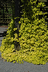 Golden Hops (Humulus lupulus 'Aureus') at Sherwood Nurseries