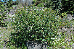 Arctic Birch (Betula nana) at Sherwood Nurseries