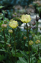 Alabaster Globeflower (Trollius x cultorum 'Alabaster') at Sherwood Nurseries