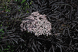 Black Lace Elder (Sambucus nigra 'Eva') at Sherwood Nurseries