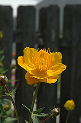 Orange Princess Globeflower (Trollius x cultorum 'Orange Princess') at Sherwood Nurseries