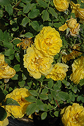 Persian Yellow Rose (Rosa 'Persian Yellow') at Sherwood Nurseries