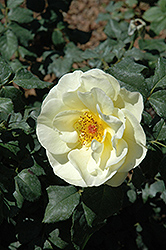 High Voltage Rose (Rosa 'BAIage') at Sherwood Nurseries