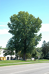 Siouxland Poplar (Populus deltoides 'Siouxland') at Sherwood Nurseries