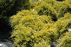 Sea Of Gold Juniper (Juniperus x media 'Sea Of Gold') at Sherwood Nurseries