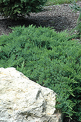 Broadmoor Juniper (Juniperus sabina 'Broadmoor') at Sherwood Nurseries