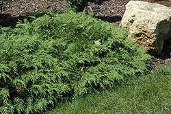 Russian Cypress (Microbiota decussata) at Sherwood Nurseries