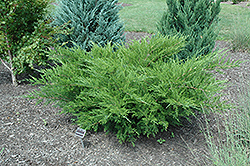 Sea Green Juniper (Juniperus chinensis 'Sea Green') at Sherwood Nurseries