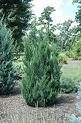 Blue Point Juniper (Juniperus chinensis 'Blue Point') at Sherwood Nurseries
