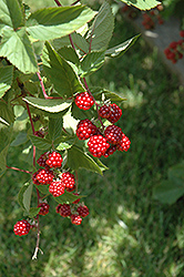 Heritage Raspberry (Rubus 'Heritage') at Sherwood Nurseries