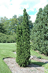 Degroot's Spire Arborvitae (Thuja occidentalis 'Degroot's Spire') at Sherwood Nurseries