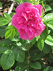 Hansa Rose (Rosa 'Hansa') at Sherwood Nurseries