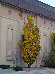 Columnar Norway Maple (Acer platanoides 'Columnare') at Sherwood Nurseries