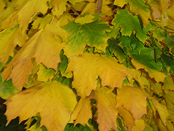 Columnar Norway Maple (Acer platanoides 'Columnare') at Sherwood Nurseries