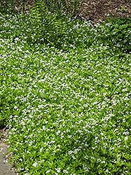 Sweet Woodruff (Galium odoratum) at Sherwood Nurseries
