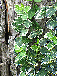 Emerald Gaiety Wintercreeper (Euonymus fortunei 'Emerald Gaiety') at Sherwood Nurseries