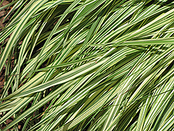 Variegated Moor Grass (Molinia caerulea 'Variegata') at Sherwood Nurseries