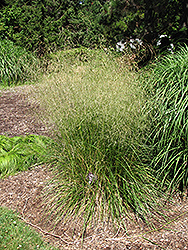 Bronzeschlier Tufted Hair Grass (Deschampsia cespitosa 'Bronzeschlier') at Sherwood Nurseries