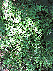 Male Fern (Dryopteris filix-mas) at Sherwood Nurseries