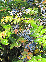 Oregon Grape (Mahonia aquifolium) at Sherwood Nurseries