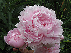Double Pink Peony (Paeonia 'Double Pink') at Sherwood Nurseries