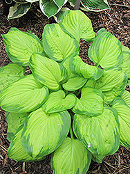Stained Glass Hosta (Hosta 'Stained Glass') at Sherwood Nurseries