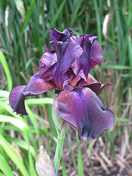 Superstition Iris (Iris 'Superstition') at Sherwood Nurseries