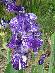 Batik Iris (Iris 'Batik') at Sherwood Nurseries