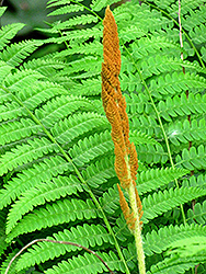 Cinnamon Fern (Osmunda cinnamomea) at Sherwood Nurseries